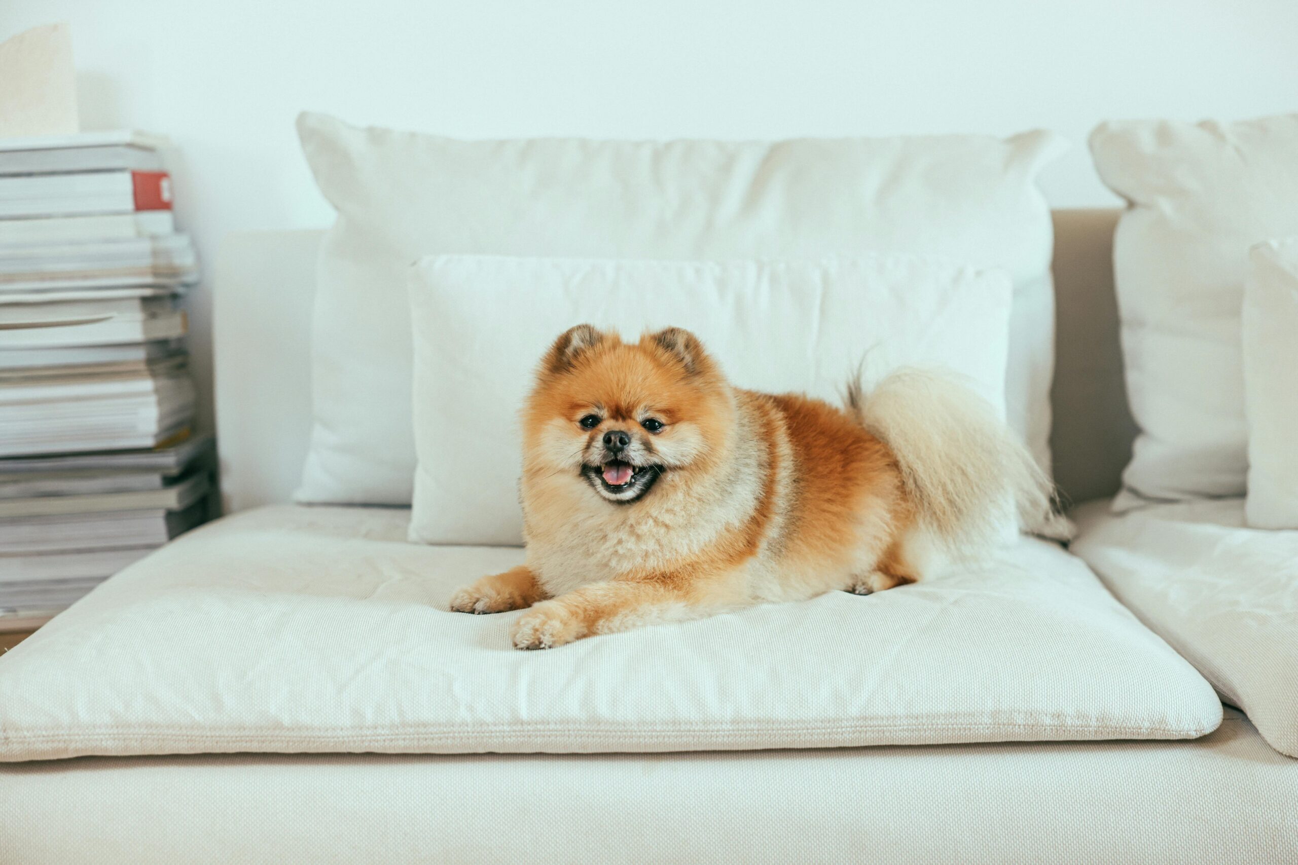 Limpeza de sofá com pets: como eliminar odores e manter sua casa saudável