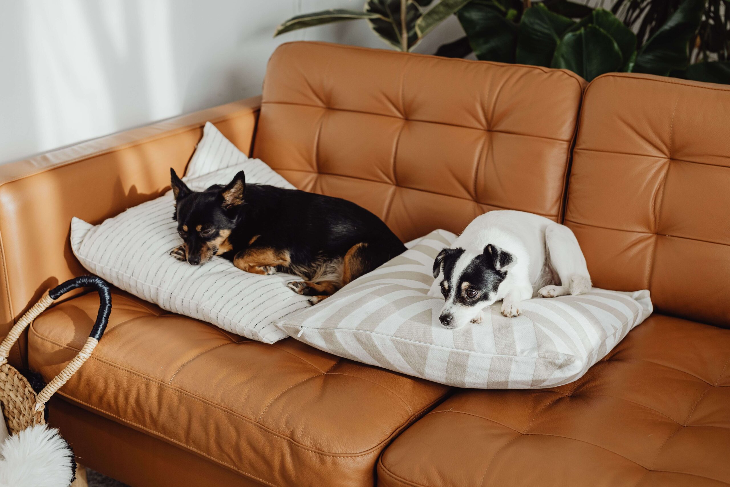 Sofá com cheiro de cachorro, urina ou mofo? Veja como resolver o problema de verdade